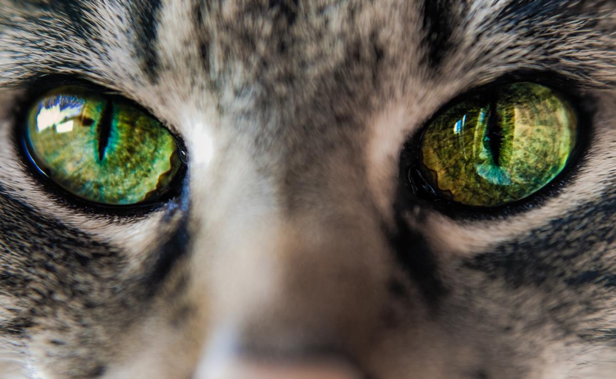 Un gatto con cgli  occhi blu