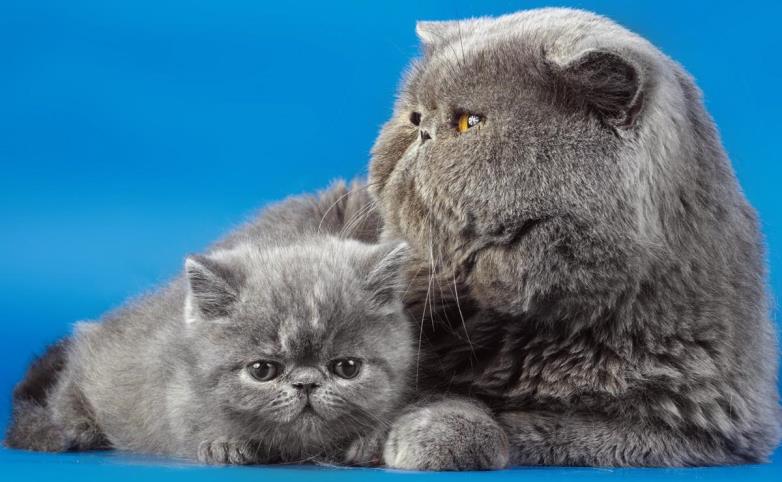 I gatti adulti possono mangiare cibo per gattini? Cosa c'è da sapere! 