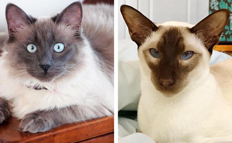 Gatto birmano o siamese: qual è la differenza? 
