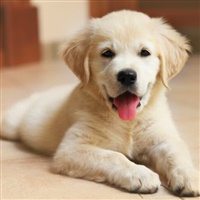Cane 