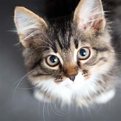 Gatto