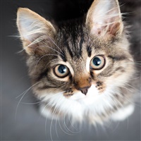 Gatto 