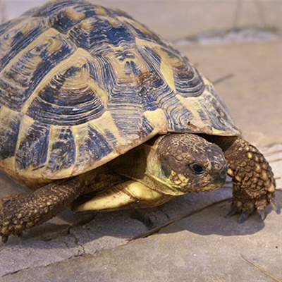 Tartaruga