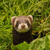 Furetto 