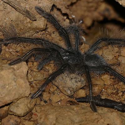 Tarantola Golia (Theraphosa blondi), grande ragno sudamericano dalle zampe pelose