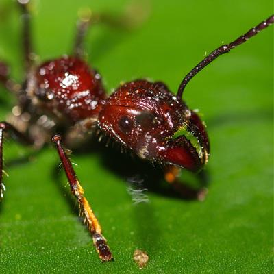 Formica Proiettile