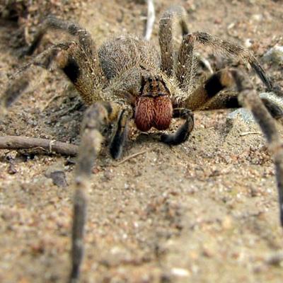 Ragno errante brasiliano del genere Phoneutria, aracnide dal veleno molto tossico