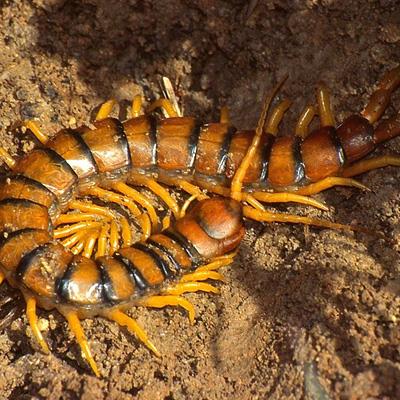 Scolopendra gigante, centopiedi sudamericano che supera i 30 centimetri