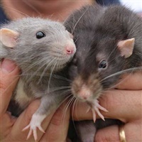 Ratto domestico  | Wikipedia