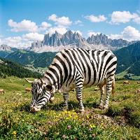 Le mucche dipinte a righe di zebra contro le mosch