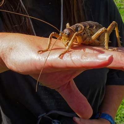 Weta gigante