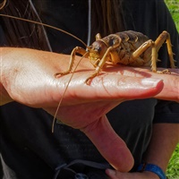Weta gigante (Deinacrida heteracantha), il grande insetto simile a un grillo dell'isola di Little Barrier, in Nuova Zelanda