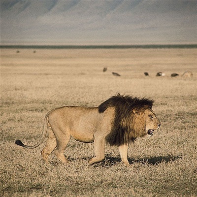 Leone africano, grande felino predatore della savana
