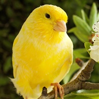 Canarino domestico giallo, Serinus canaria, uccellino da gabbia noto per il canto